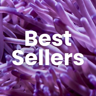 Best Sellers